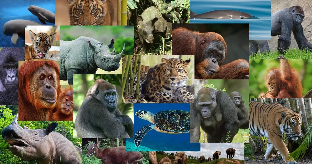 The Impact of Humans on Animal Habitats